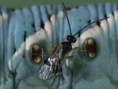 दवाई और कीटनाशक ने नहीं... इस कीडे़ ने सुधार दी थी पूरे देश के किसानों की अर्थव्यवस्था