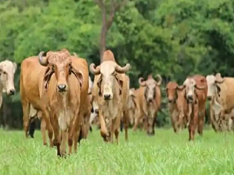 Haryana Govt plan to provide 25000 rupees for desi cow and 50 lakh for silage unit of green fodder Haryana Govt : शेतकऱ्यांसाठी हरियाणा सरकारचा मोठा निर्णय, नैसर्गिक शेती करणाऱ्यांना मिळणार अनुदान