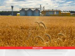 गेहूं की फसल उगा रहे हैं तो बस ये काम कर लें, फिर देखिए अगले साल तक कितना होगा अनाज...