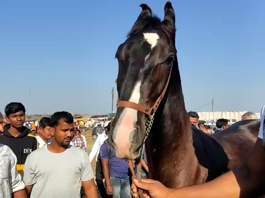 Maharashtra Nanded News Horse dies in Nanded Malegaon Yatra due to drinking contaminated water