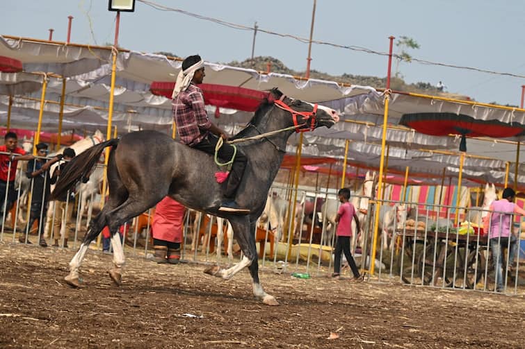 maharashtra news nashik news Four crore turnover in horse market of Sarangkheda nandurbar Nandurbar News : साडे तीनशे वर्षांची परंपरा, नवशे अश्वांची विक्री, असा असतो सारंगखेडा फेस्टिवल!