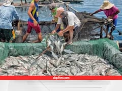 तालाब में कब तक खाने लायक तैयार हो जाती है मछली, ज्यादा कीमत के लिए मछली को कब निकालें पानी से बाहर