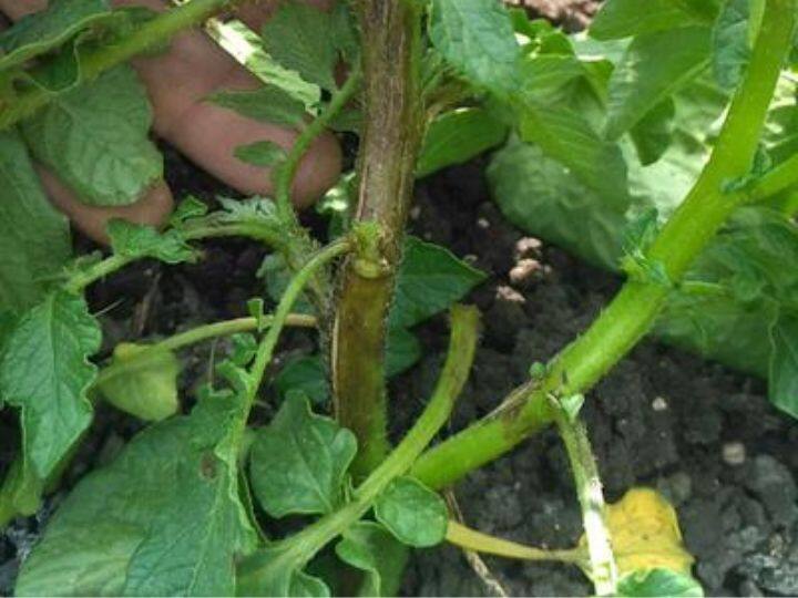 farmers Use these two medicines to protect crops from white rot किसान ध्यान दें! फसलों को सफेद सड़न से बचाने के लिए इस्तेमाल करें ये दो दवाईयां