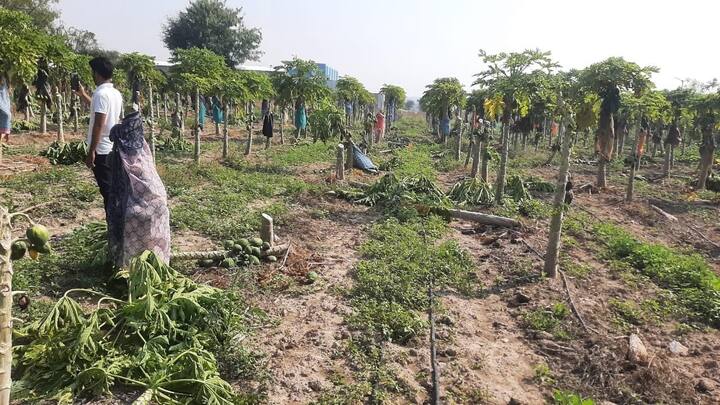 तर निवडणुकीत त्यांचा विजय झाला आणि निकालानंतर दुसऱ्याच दिवशी त्यांच्या शेतातील पपईची बाग तोडून फेकण्यात आली आहे.