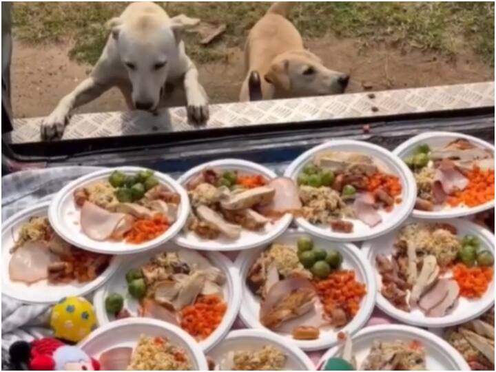 Trending News: Thailand man gives party to street dogs on Christmas, this video will win hearts