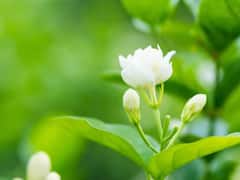 மல்லிகையில் இவ்வளவு மகத்துவமா?