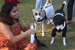 Christmas Celebration : नाताळनिमित्त श्वानांची अनोखी कॉस्च्युम पार्टी; 70 पेक्षा अधिक श्वानांचा सहभाग