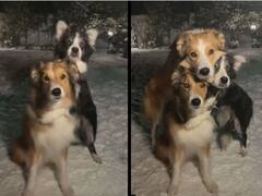 Viral Video: ਕੈਮਰਾ ਦੇਖਦੇ ਹੀ ਪੋਜ਼ ਦੇਣ ਲੱਗੇ ਕੁੱਤੇ, ਬਰਫਬਾਰੀ 'ਚ ਕੁੱਤਿਆਂ ਦੀ ਵੀਡੀਓ ਦੇਖ ਤੁਹਾਡਾ ਦਿਲ ਖੁਸ਼ ਹੋ ਜਾਵੇਗਾ