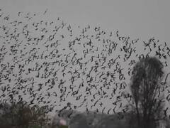 PHOTO: जायकवाडी पक्षी अभयारण्यातील डोळ्यांचे पारणे फेडणारे द्दश्य