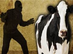 ஆரணி அருகே மாடு திருடியவரை பொறிவைத்து பிடித்த போலீஸ்