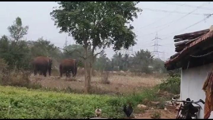 தருமபுரி: மின்சார நிறுவனத்தில் 2  யானைகள் அட்டகாசம் - வனப்பகுதியில் விரட்ட வனத்துறை தீவிரம்