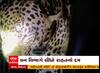 Gir somnath: માનવભક્ષી દીપડો પાંજરે પૂરાયો, 2 દિવસ પહેલાં દીપડાએ વૃદ્ધાની કરી હતી હત્યા