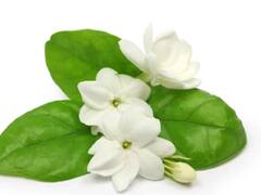 மல்லிகையில் இவ்வளவு மகத்துவமா?