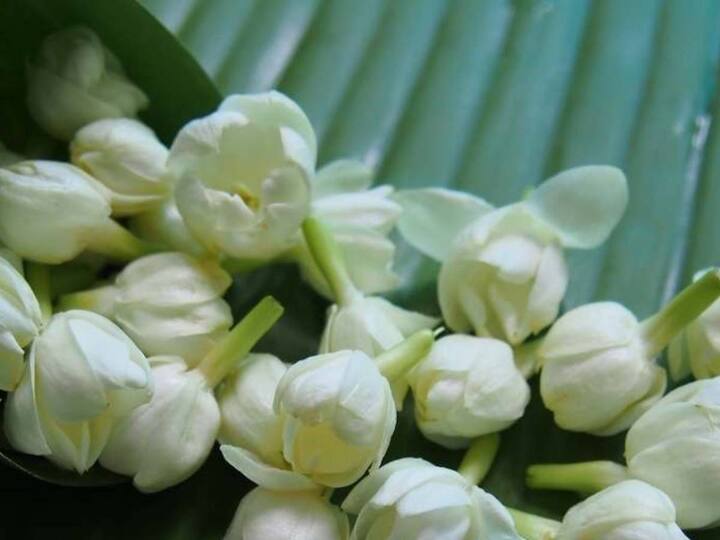 குடற்புழுக்களை அழிப்பதற்கு மல்லிகை மலர்களை நீர் விட்டு கொதிக்கவைத்து அதனை வடிகட்டி அருந்தினால் குடல் புழுக்கள் நீங்கும்