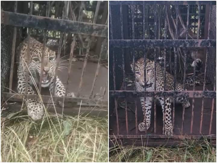 Tirupati SV University Leopard caught forest officials shifted to Zoo park DNN Leopard Caught : ఎస్వీ యూనివర్సిటీలో ఎట్టకేలకు బోనులో చిక్కిన చిరుత