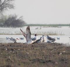 PHOTO: जायकवाडी पक्षी अभयारण्यातील डोळ्यांचे पारणे फेडणारे द्दश्य