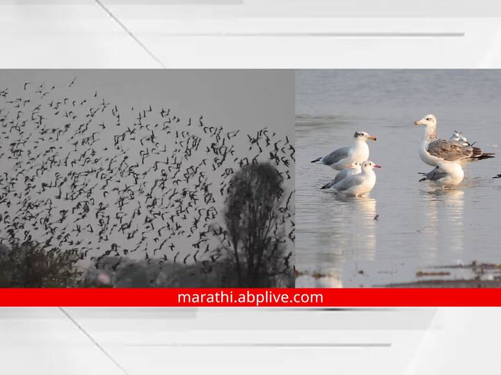 Aurangabad Bird : पैठणच्या जायकवाडी पक्षी अभयारण्यात पक्षी आगमनास सुरुवात झाली आहे.