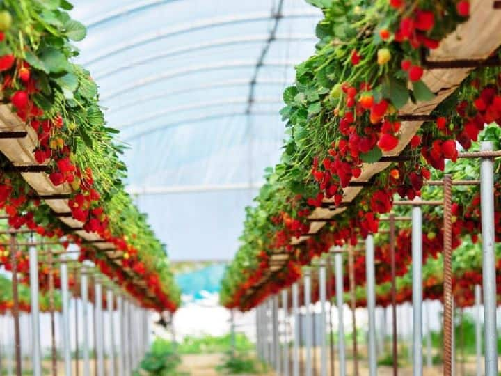 Strawberry farming in winter investment will be less and profit will be more सर्दी के मौसम में करें स्ट्रॉबेरी की खेती, इन्वेस्टमेंट कम और मुनाफा होगा ज्यादा