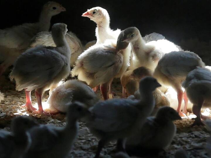 Bird Flu: कोरोना के बीच केरल में बर्ड फ्लू का कहर, कोट्टायम में 6000 से ज्यादा पक्षी मारे गए