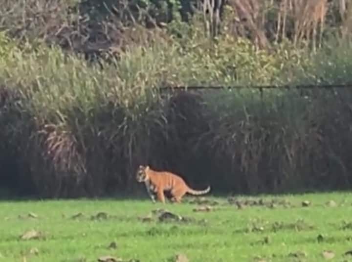 Pilibhit News: ठंड में जंगल छोड़ खेतों में टहलता दिखा बाघ, ग्रामीणों में दहशत, वन विभाग ने दी सतर्क रहने की सलाह up news panic among villagers after seeing the tiger in the fields ann Pilibhit News: ठंड में जंगल छोड़ खेतों में टहलता दिखा बाघ, ग्रामीणों में दहशत, वन विभाग ने दी सतर्क रहने की सलाह