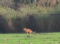 पीलीभीत: ठंड में जंगल छोड़ खेतों में टहलता दिखा बाघ, ग्रामीणों में दहशत, वन विभाग ने दी सतर्क रहने की सलाह