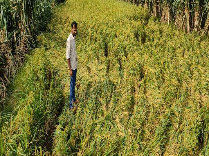 Pradhan Mantri Fasal Bima Yojana Farmers can take compensation for crop loss फसल का नुकसान हो जाए तो सरकार से कैसे मिलता है पैसा? ऐसे करना होता है अप्लाई