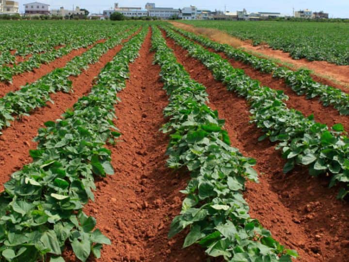 Sweet Potato Cultivation If you cultivate sweet potato you will become rich in a few days इसकी खेती कर लिया तो कुछ ही दिनों में हो जाओगे मालामाल, भारत में तेजी से बढ़ रही है डिमांड