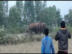 தருமபுரி: மின்சார நிறுவனத்தில் 2  யானைகள் அட்டகாசம் - வனப்பகுதியில் விரட்ட வனத்துறை தீவிரம்