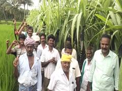 கரும்புகளில் கருப்புத்துணி; மயிலாடுதுறையில் விவசாயிகள் வேதனை