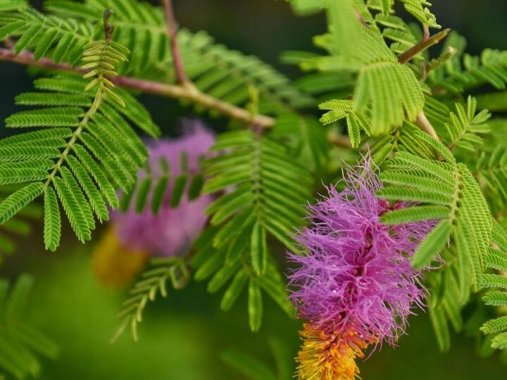 शास्6ों के अनुसार जिस घर में शमी का पेड़ होता है वहां शनि देव की कृपा बरसती है. साथ ही शनि दोष से मुक्ति मिलती है.