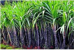 அரியலூர்: செங்கரும்பு விளைச்சல் அமோகம் - விவசாயிகள் ஏமாற்றம்