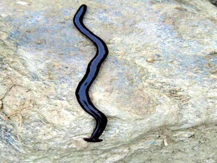 Know why hammerhead worm has become fatal for the environment केंचुआ नहीं है हथौड़े के जैसे मुंह वाला ये जीव... इसकी ये आदत बनाती है इसे काफी खतरनाक