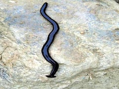 केंचुआ नहीं है हथौड़े के जैसे मुंह वाला ये जीव... इसकी ये आदत बनाती है इसे काफी खतरनाक