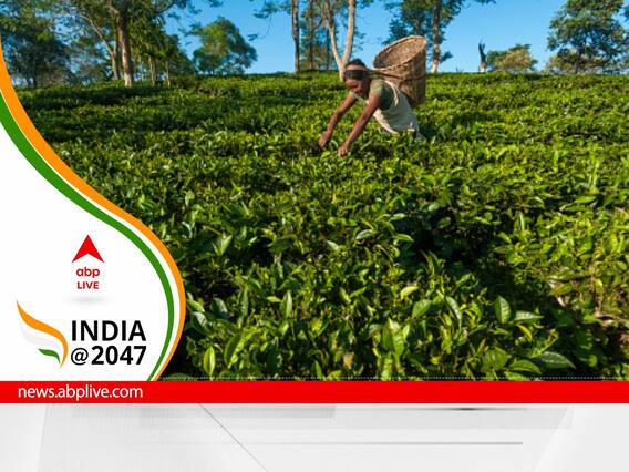 Climate Change Is Affecting Tea Farming In India And How Carbon Credit Markets Can Be A Solution
