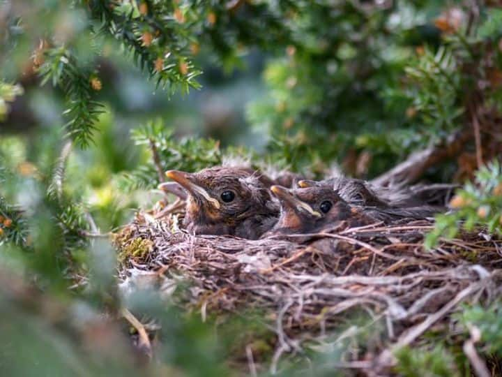 Law for animals If the bird nest is broken then the punishment of seven years laws made for animals चिड़िया के घोंसेले को तोड़ा तो सात साल की सजा... जानवरों के लिए बने इन कानूनों के बारे में जानते हैं आप?