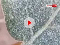 राजस्थान के चूरू में 0 पर पहुंचा पारा, पत्तियों पर गिरी ओस बनी बर्फ, देखिए वीडियो