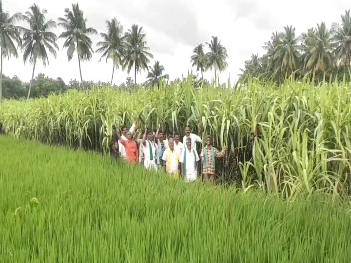 கரும்புகளில் கருப்புத்துணி; மயிலாடுதுறையில் விவசாயிகள் வேதனை