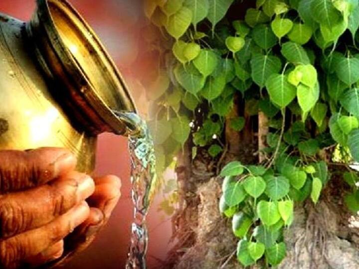 सनातन धर्म में पीपल वृक्ष की पूजा का महत्व बताया गया है. इसे दैवीय वृक्ष माना गया है. पीपल में दूध अर्पित करने से ग्रहों के अशुभ प्रभाव कम होते हैं.