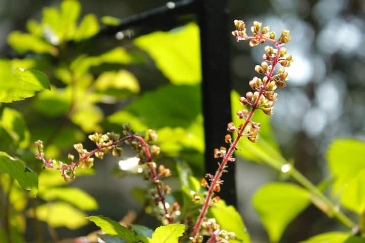 তুলসি গাছ: বাড়ির দরজার সামনে তুলসি গাছ রাখুন। তুলসি শরীর ও মন ভাল রাখতে ভীষণই উপযোগী। কোনও জায়গায় তুলসি গাছ পোঁতার আগে সেই জায়গাটা ভাল করে পরিষ্কার করে নেবেন। বাড়িতে নেগেটিভ এনার্জি ধ্বংস করতে পারে তুলসি।