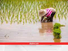गेहूं, बाजरा, चावल या कुछ और... पढ़िए भारत में सबसे ज्यादा किस चीज की खेती होती है