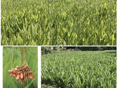 பொங்கல் தொகுப்பில் மஞ்சளுக்கு இடம் கிடைக்குமா..? - விவசாயிகள் கோரிக்கை