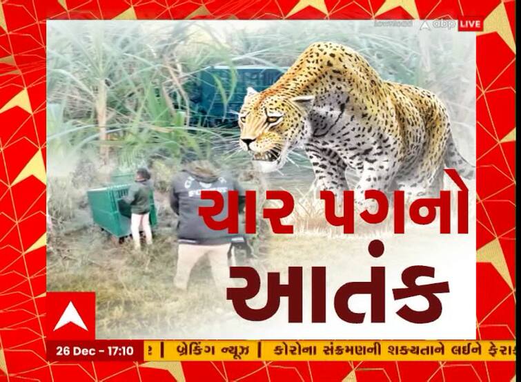 Gir Somnath: Villagers Troubled By Leopard Terror In Kodinar, Sarpanchs  Request Mamlatdar To Find A Solution | ગીર સોમનાથઃ કોડિનારમાં દીપડાનો આતંક,  સરપંચોએ સમસ્યાનો ઉકેલ લાવવા મામલતદારને ...