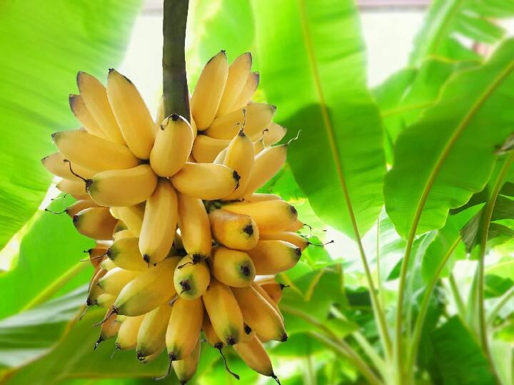 शास्त्रों के अनुसार केले के पेड़ में भगवान विष्णु का वास होता है. कहते हैं रोजाना इसकी पूजा करने से विवाह में आ रही बाधा दूर होती है. साथ ही वैवाहिक जीवन खुशहाल रहता है.