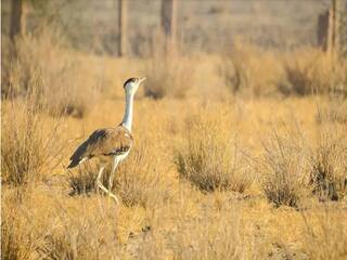 Endangered Species: ભારતમાં આ 73 પ્રજાતિઓ પર ગંભીર સંકટ, જાહેર થયા આ આંકડા...........