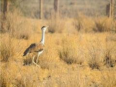 भारत में इन 73 प्रजातियों पर गंभीर संकट, अब पर्यावरण मंत्रालय ने जारी किया आंकड़ा