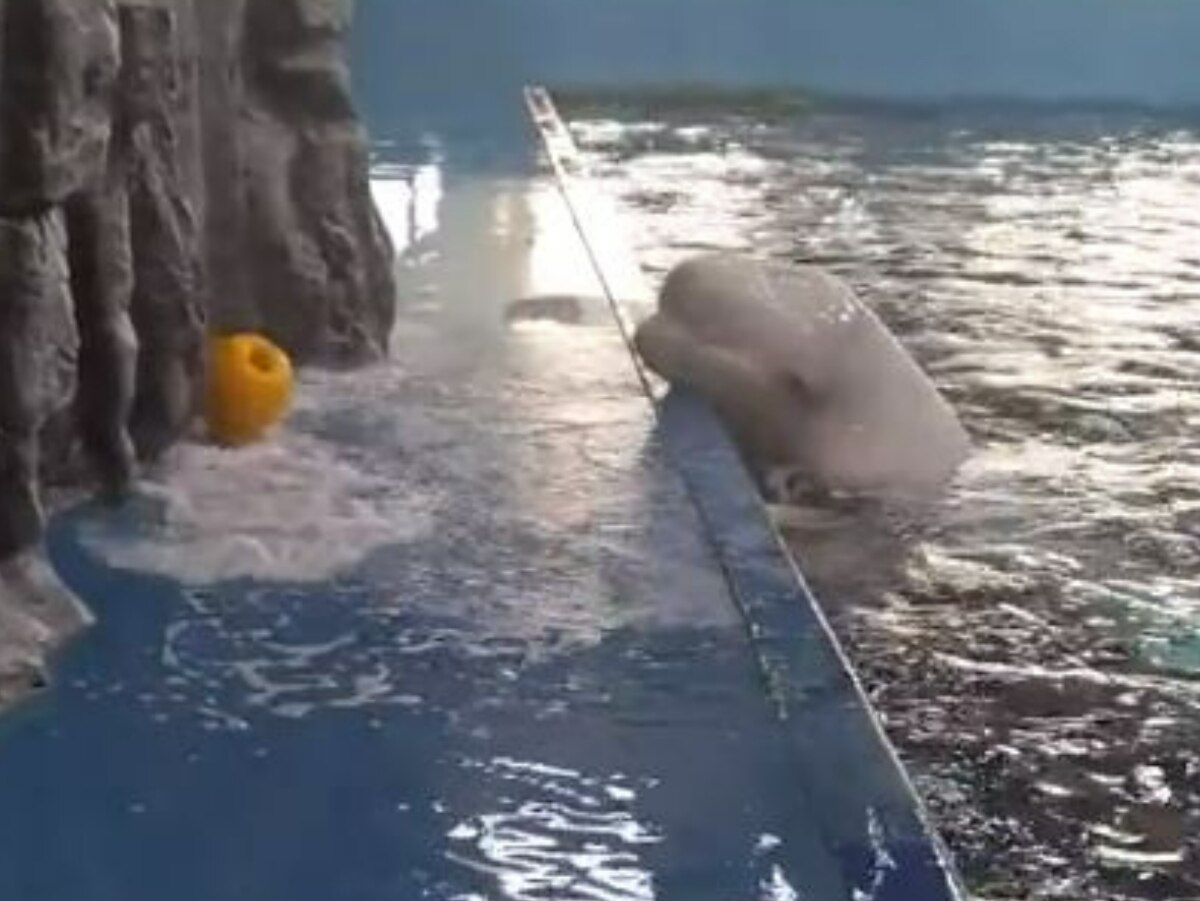 New trending GIF tagged animals whale aquarium beluga…