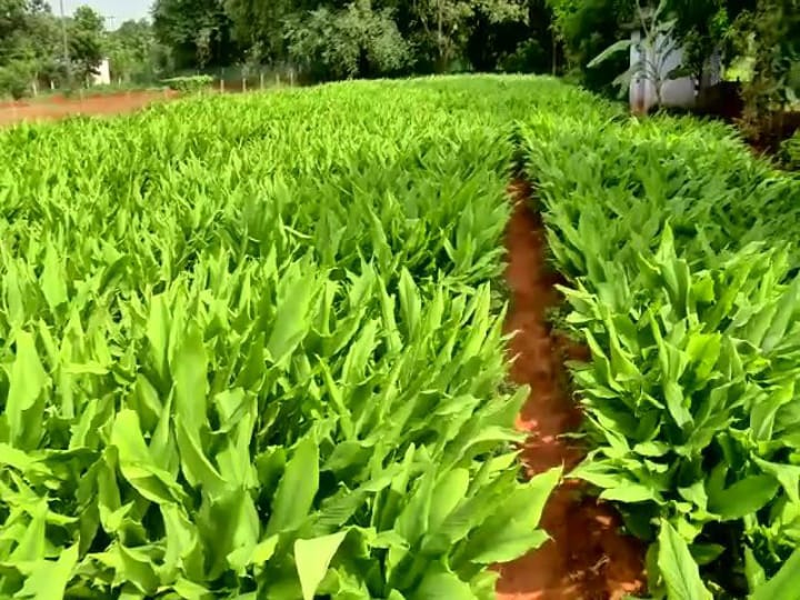 பொங்கல் தொகுப்பில் மஞ்சளுக்கு இடம் கிடைக்குமா..? - விவசாயிகள் கோரிக்கை