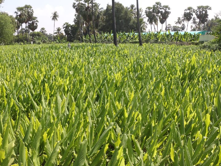 பொங்கல் தொகுப்பில் மஞ்சளுக்கு இடம் கிடைக்குமா..? - விவசாயிகள் கோரிக்கை