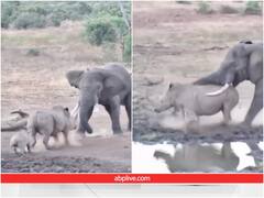 Video: हाथी से भिड़ गया गैंडा, जब गजराज ने गुस्सा दिखाया तो फिर ये हाल हुआ... देखें वीडियो