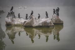 Weather Update: ঠান্ডার খোঁজে বাংলা, শীতে-কুয়াশায় কাঁপছে দিল্লি-পাটনা